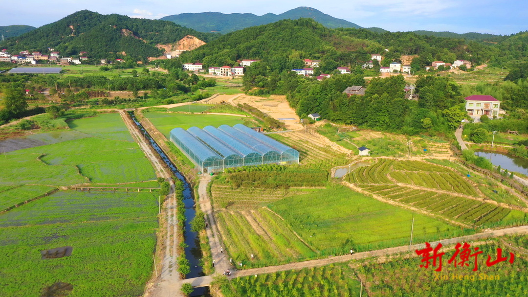 衡阳衡山种植结葡萄的树村民走上致富路