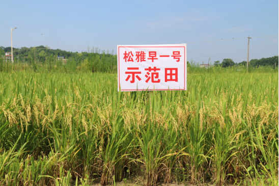 衡山：“松雅早1号”早稻新品种测产观摩会顺利举行