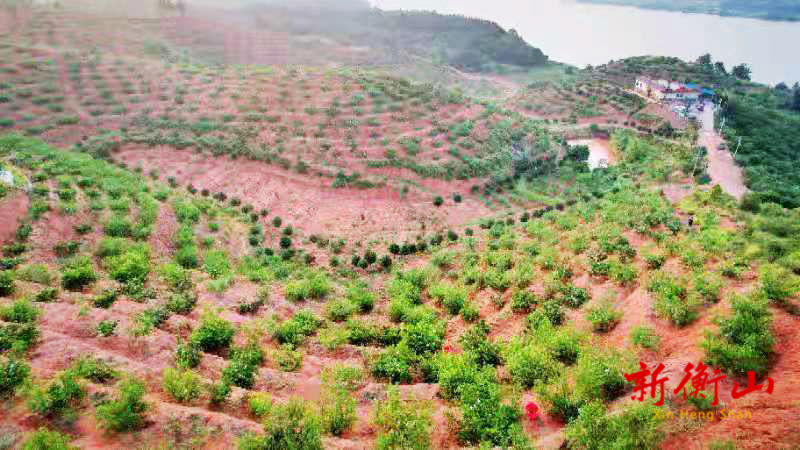衡山：桃中极品菁香桃 紫页岩中长出的致富果