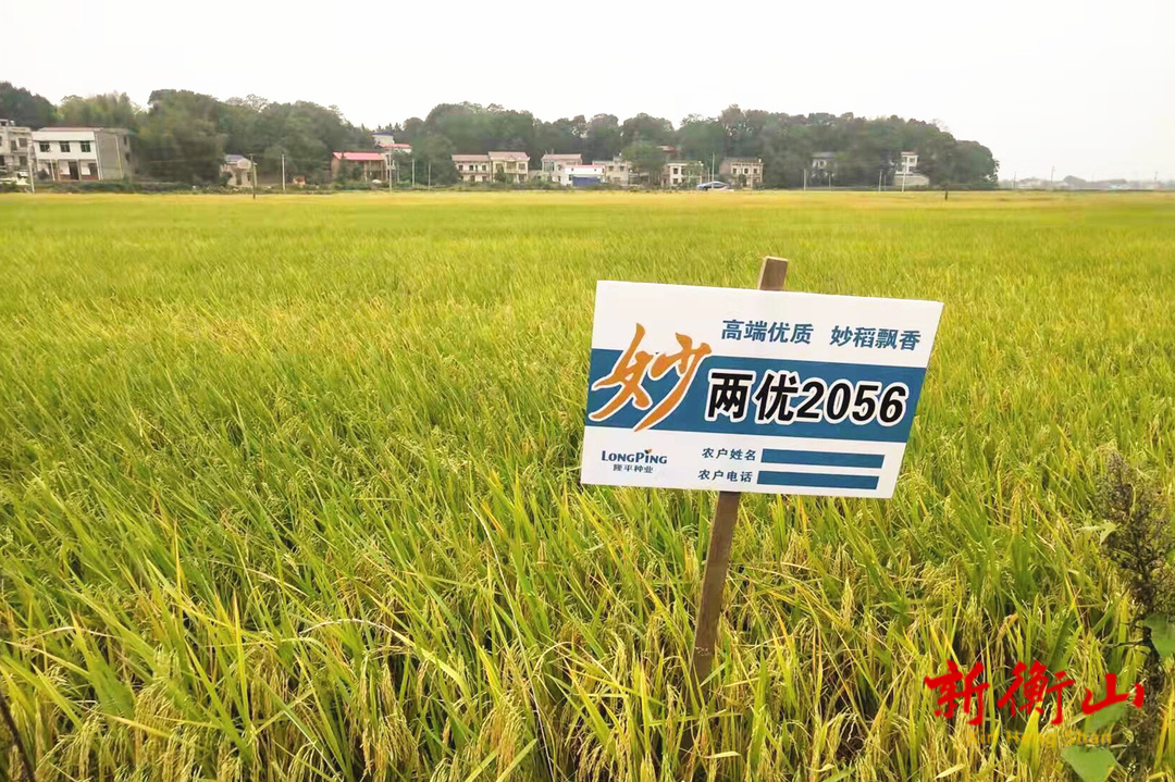 衡山：“妙两优2056”晚稻优质稻观摩测产会顺利举行