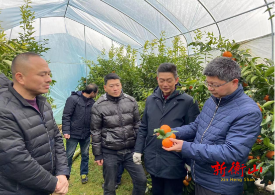 省农科院调研永和乡小水果产业发展
