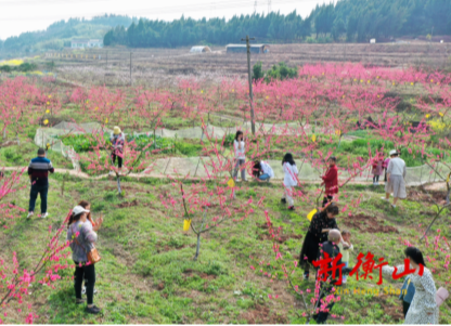 乡村振兴 | 衡山县萱洲镇：灼灼桃花开 四方游客来