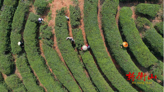 衡山：“明前茶”香满山 茶农茶事忙
