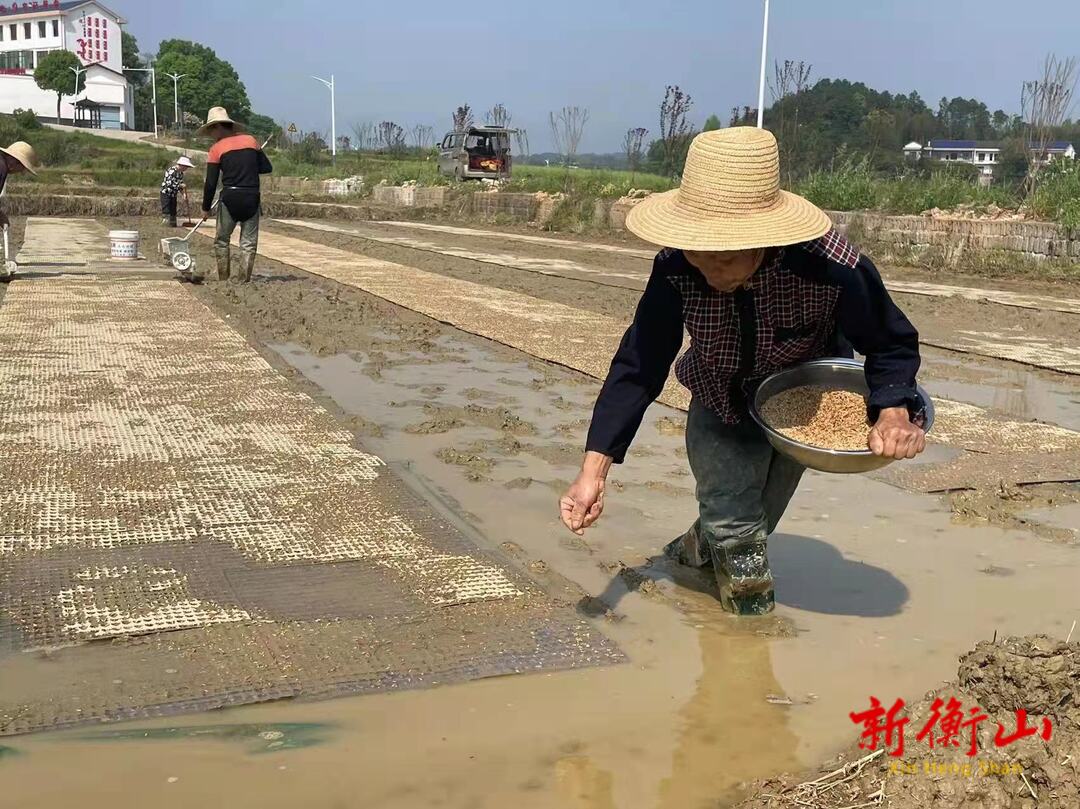 【多图】永和：春耕农忙乐 农家喜育秧