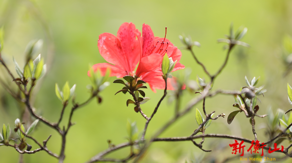 东湖镇大马山：杜鹃花开映山红