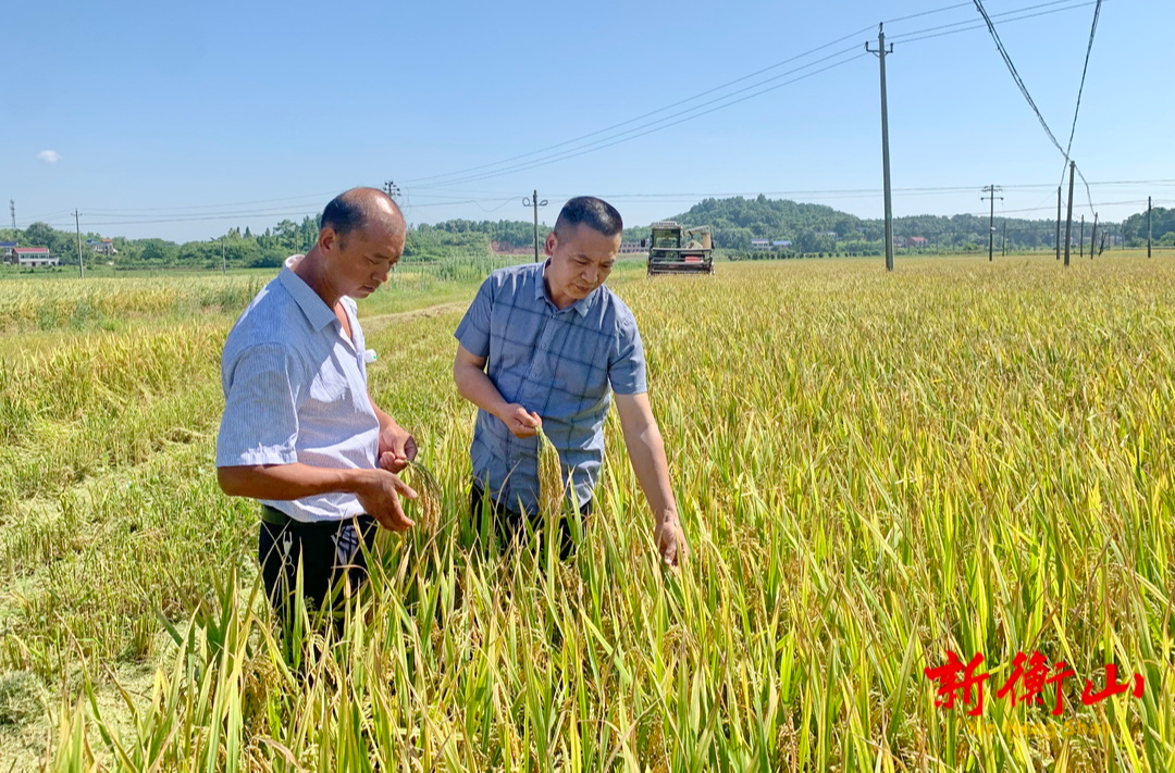 我县召开2022年早稻新品种展示观摩会