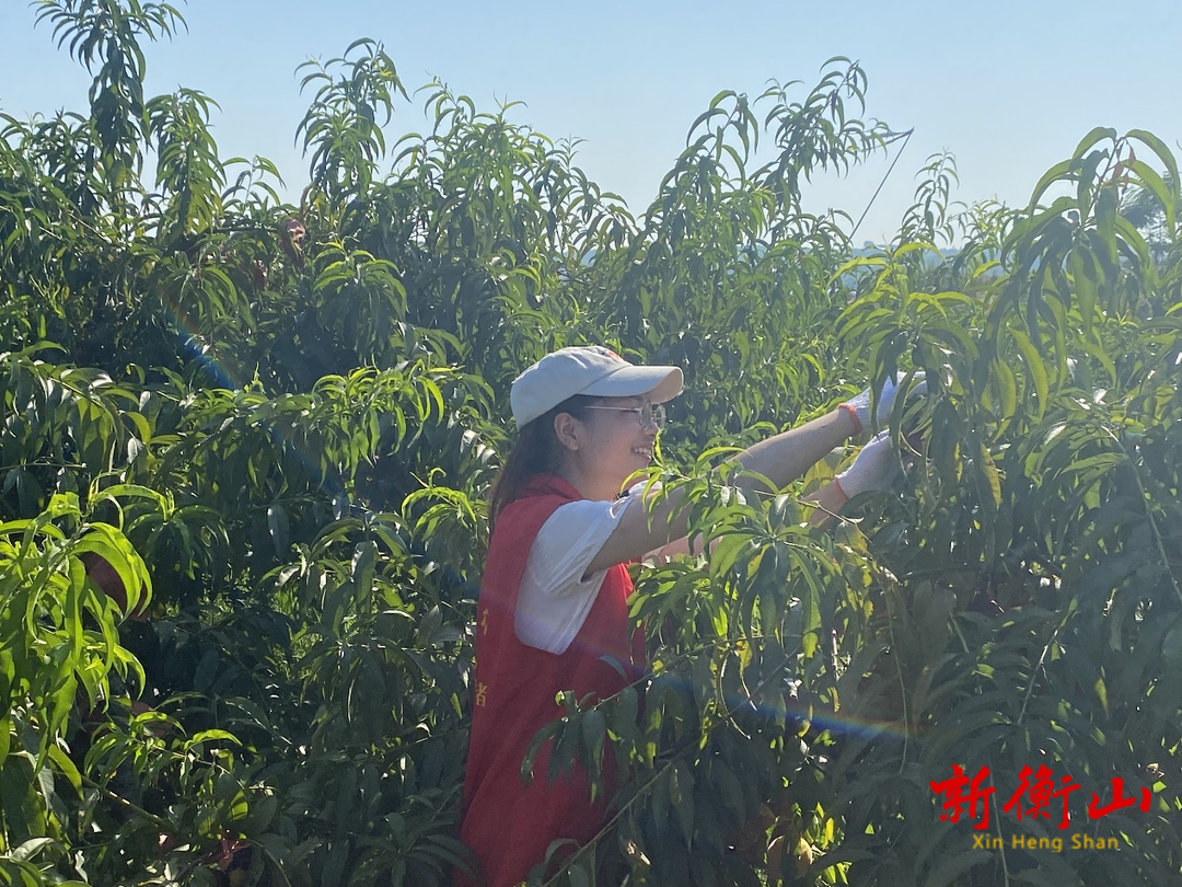 衡山县萱洲镇：锦绣黄桃喜丰收 青春助农正当时