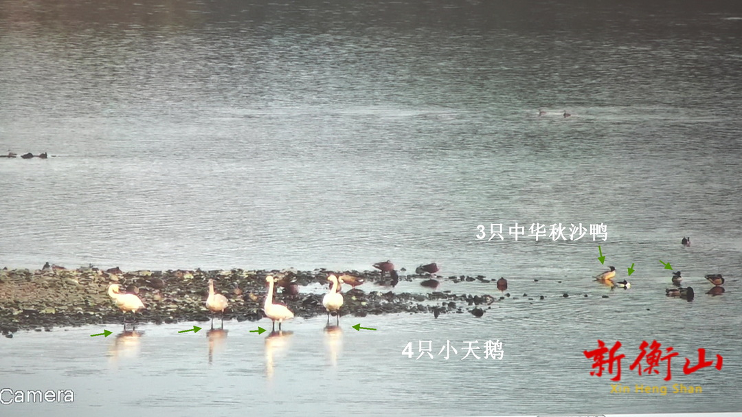 【绿水青山】湖南衡山萱洲国家湿地公园：候鸟聚会过冬，“国宝”中华秋沙鸭和小天鹅首次合影