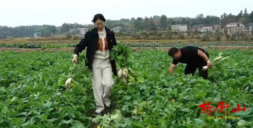 衡山县江东乡三桥村：“蔬”写乡村振兴富民曲