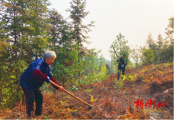 新桥镇：人勤春来早 油茶发展正当时