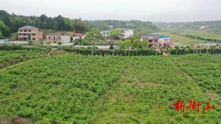 湖南衡山：大兴调查研究 助力乡村振兴