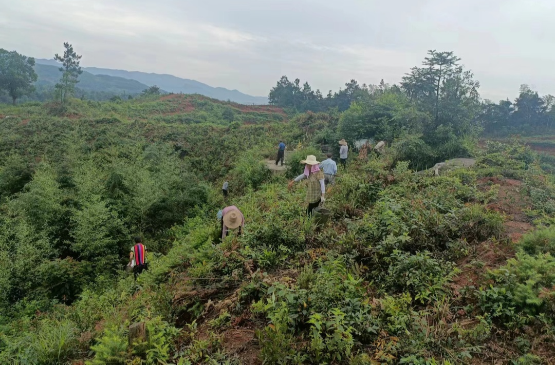 衡阳衡山：油茶树下的“致富梦”
