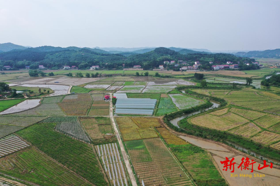 衡山：田间绿意浓 蔬菜“抢鲜”上市
