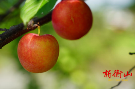 图集 | 衡山：三月李成熟 果农采摘忙