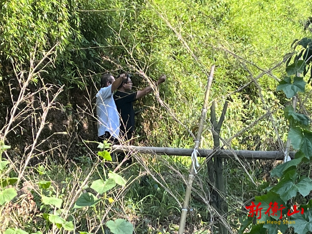 东湖镇全面完成2023年茶油新造验收工作
