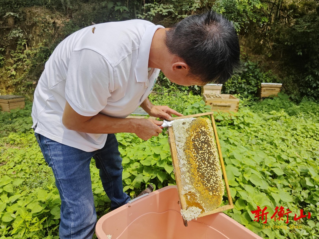 乡村振兴抹了蜜 蜜蜂托起致富梦