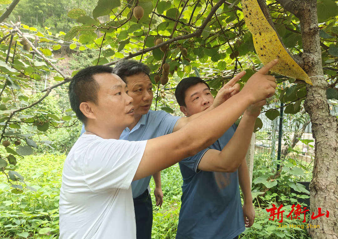 县农业农村局：抓好桔小实蝇防治 推广绿色防控技术