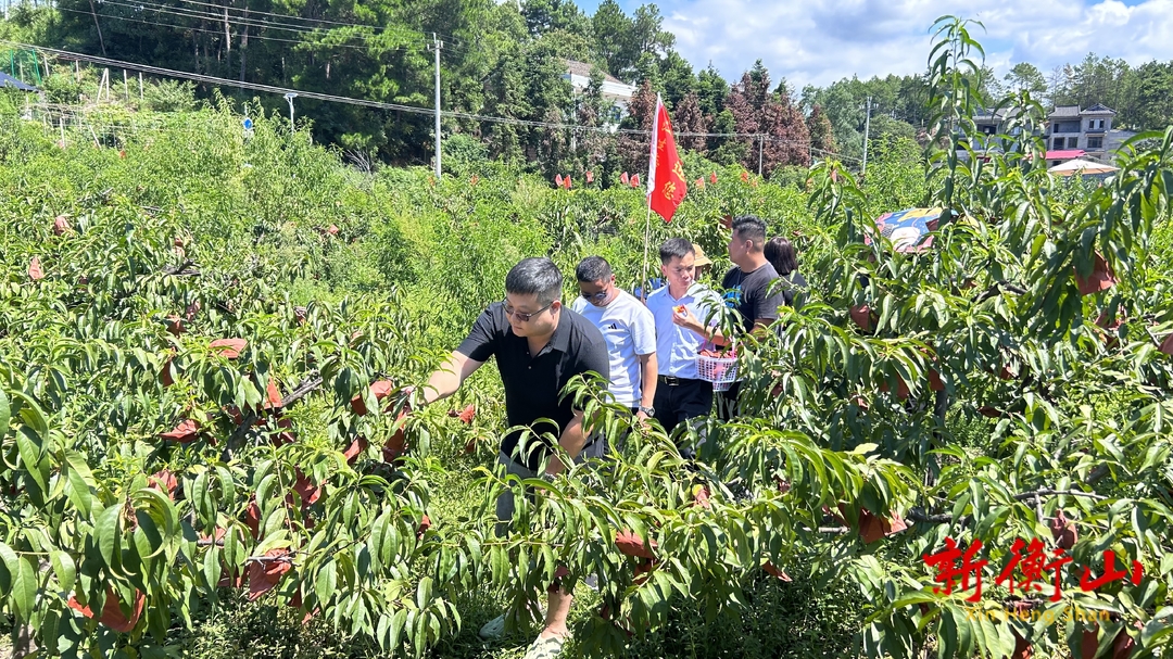 开云镇：锦绣黄桃正式开园 网红主播助力销售