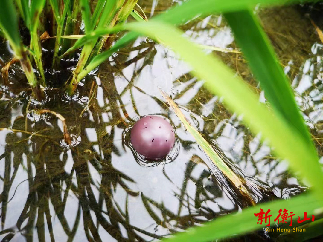 县农业农村局：投放赤眼蜂 护航晚稻生长