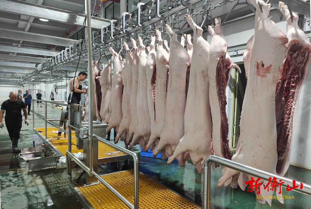 我县生猪定点屠宰和肉品冷链统一配送正式实施