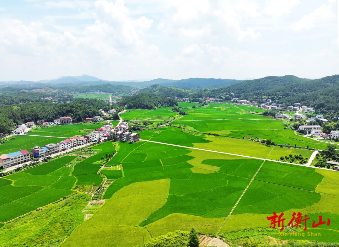 我县20.22万亩晚稻栽插基本完成
