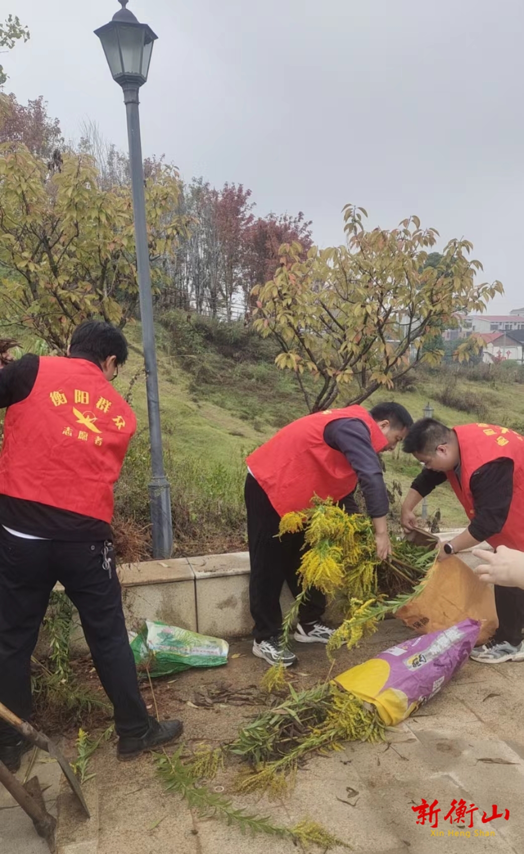 衡山县农业农村局：全力摘除“加拿大一枝黄花”落脚点，筑牢生态安全屏障