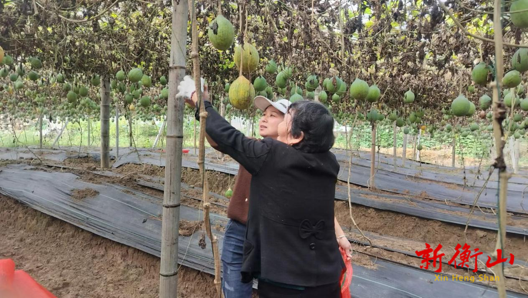 江东乡：瓜蒌喜丰收 村民采摘忙