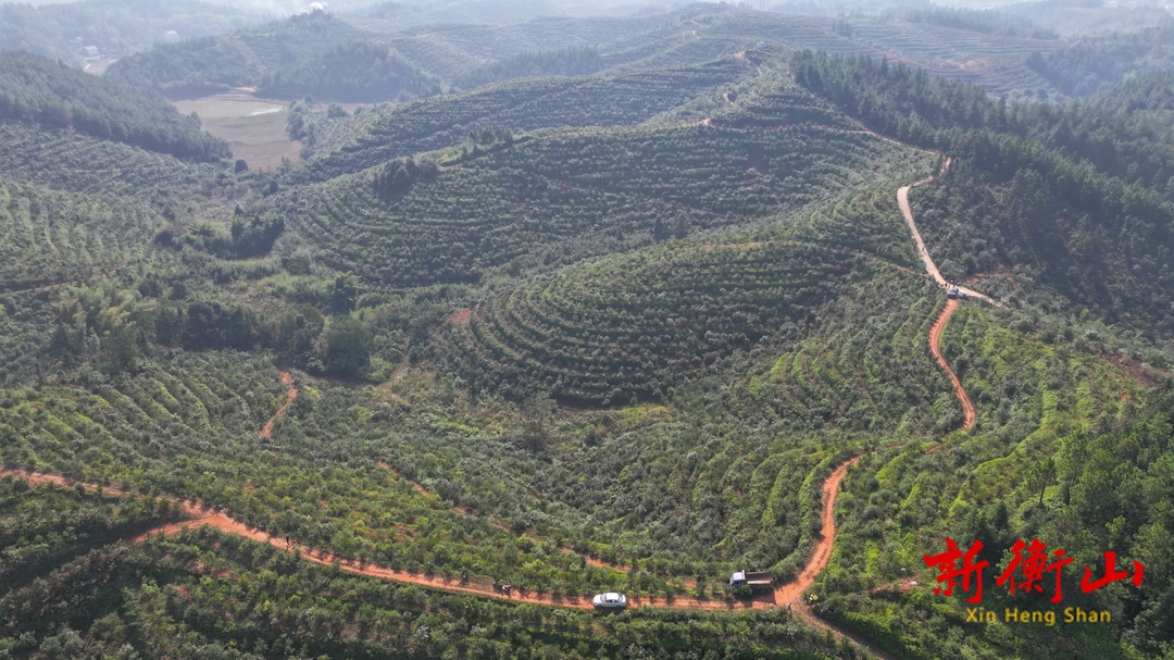 油茶丰收采摘忙，硕果染秋漫山香