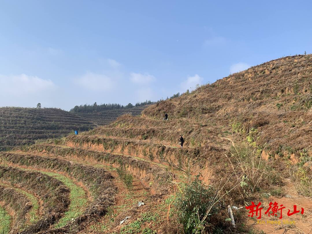 套种白萝卜 “套”出好“钱景”