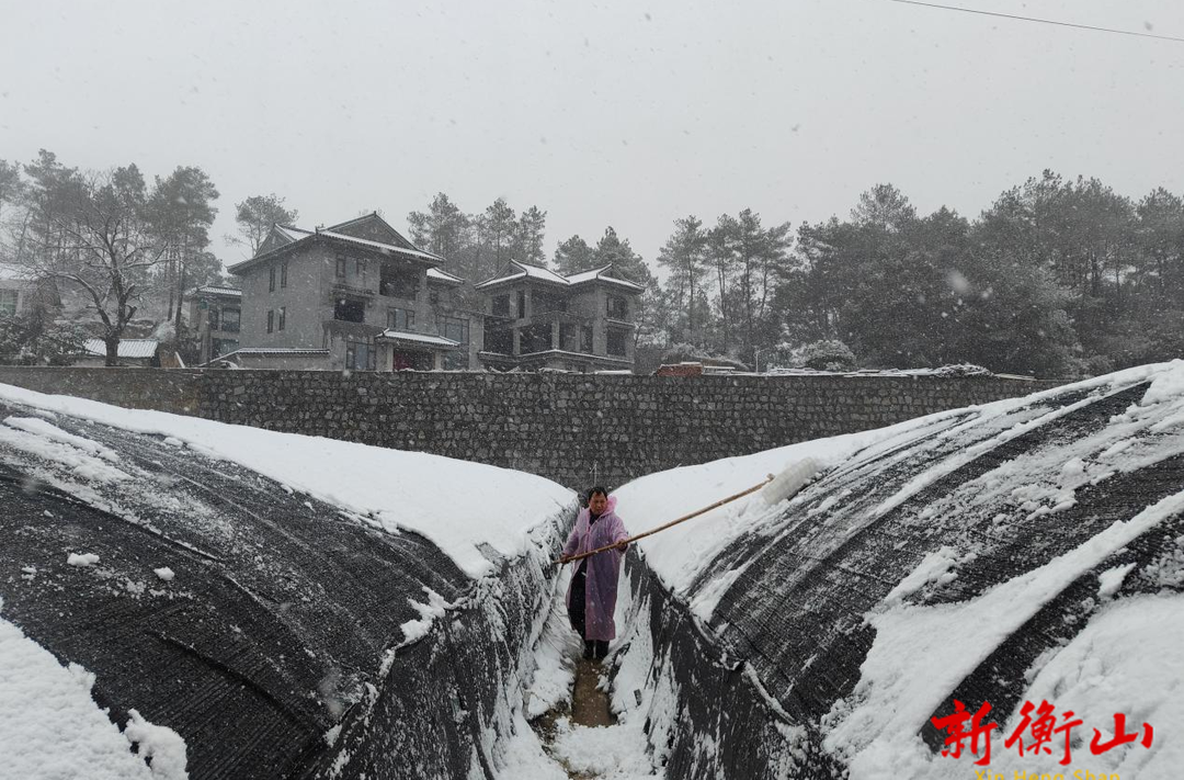 【战冰雪 保平安】衡山农技人员田间“支招”忙