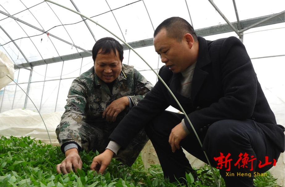 农技专家田头指导蔬菜大棚防冻保温