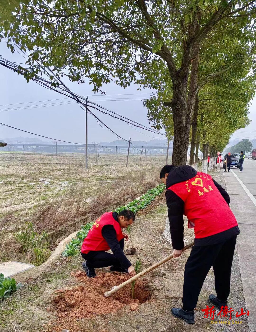 衡山县公路建设养护中心开展义务植树活动