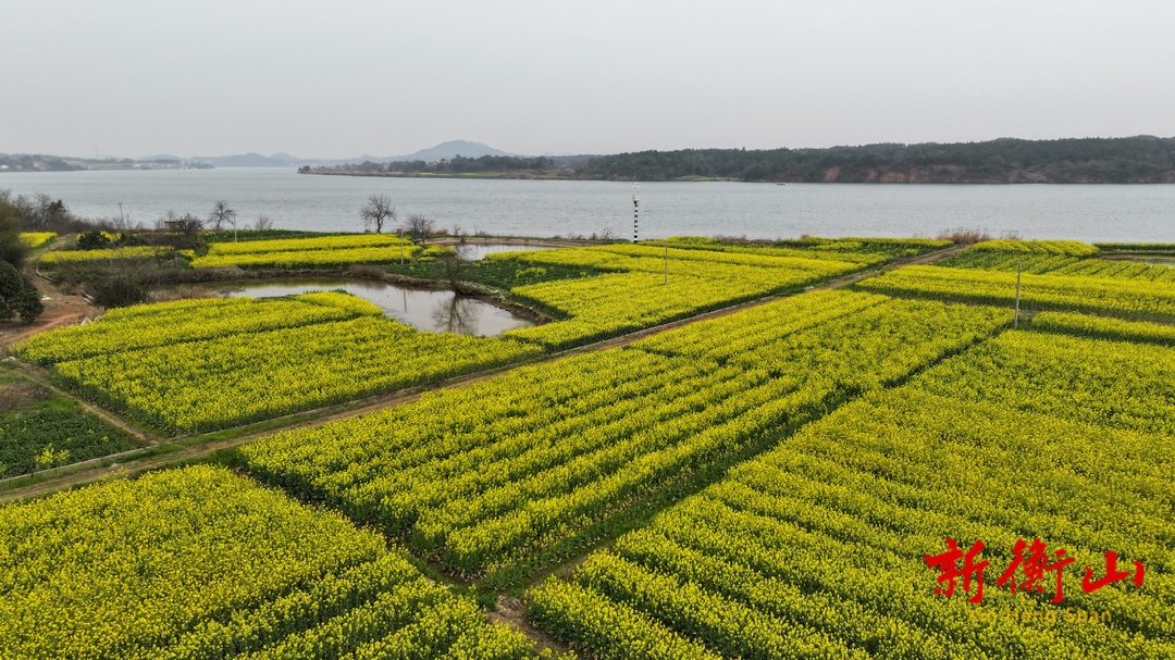 永和乡：宝米洲油菜花开美如画