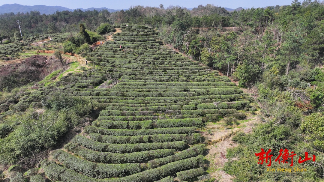 衡山：明前茶采摘 助农户增收
