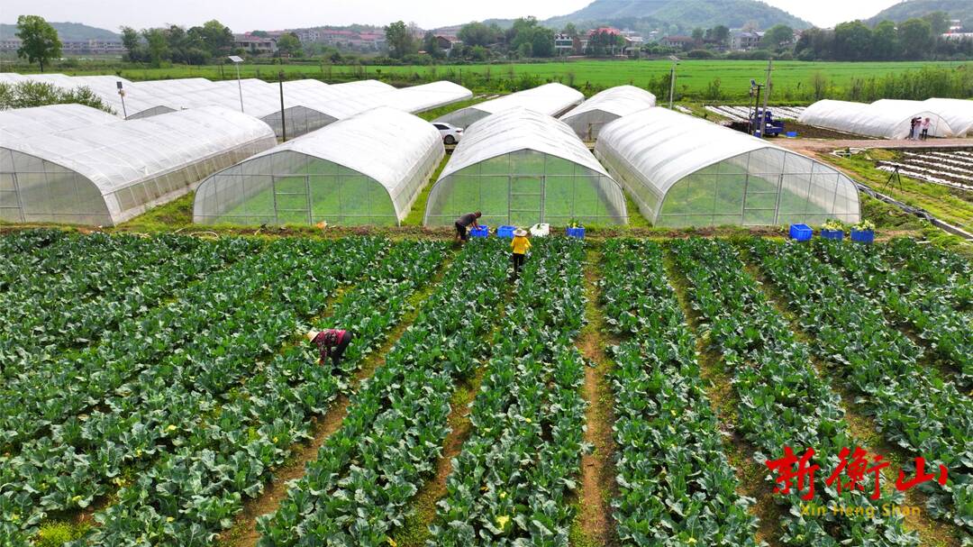 长江镇：本地新鲜蔬菜陆续抢“鲜”上市