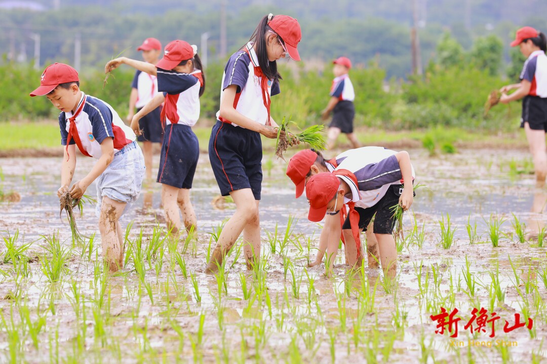 衡山县城北小学：师生齐下田 把课堂开到田间