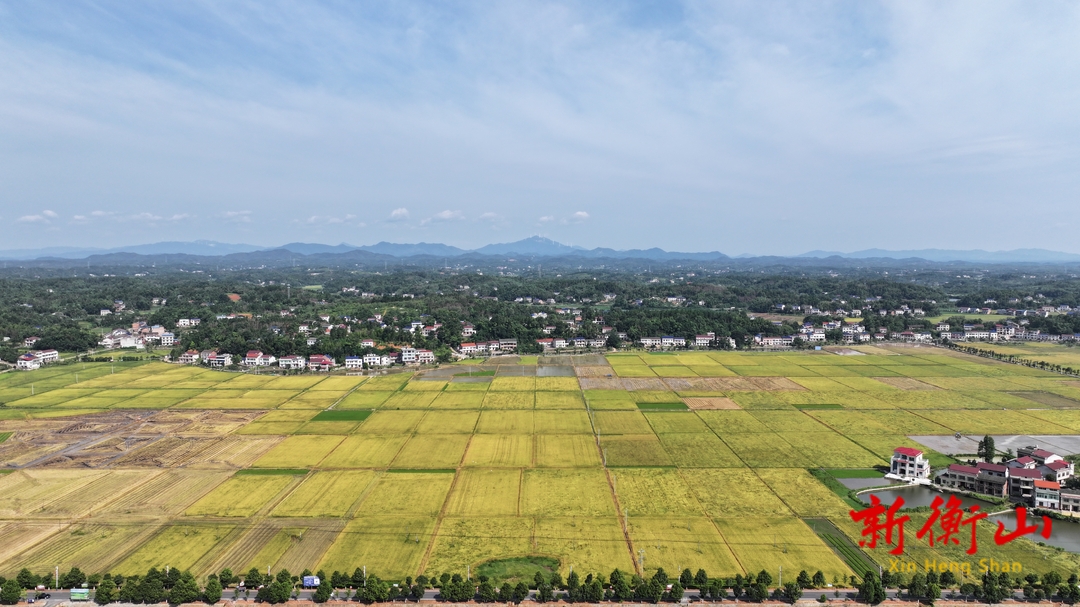 衡山：20.11万亩早稻开镰收割
