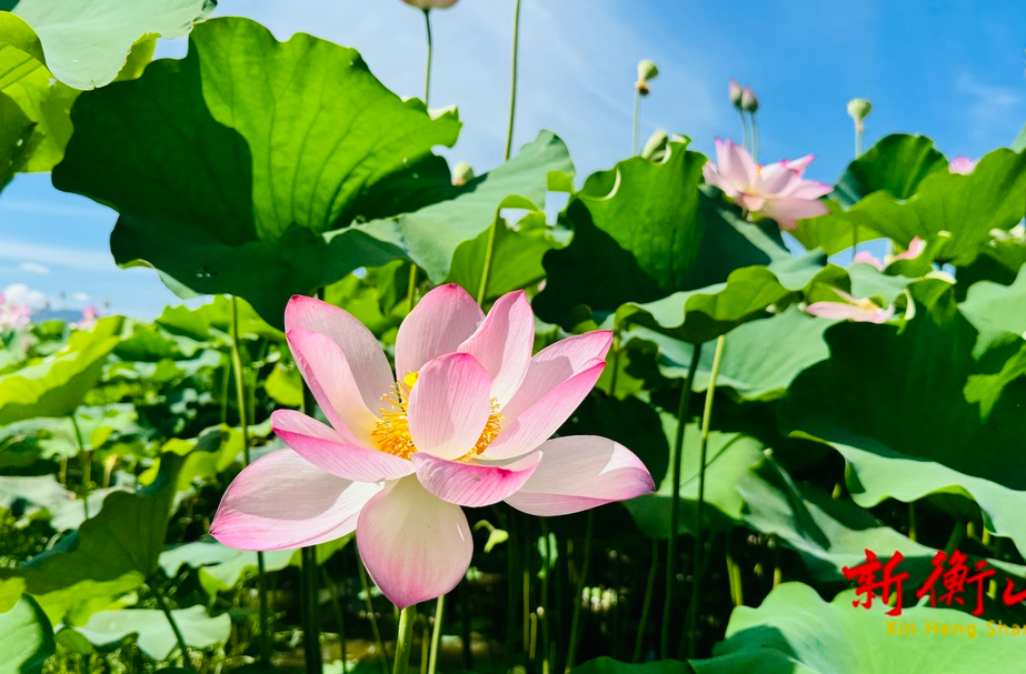 新桥镇：夏日莲开 荷香四溢