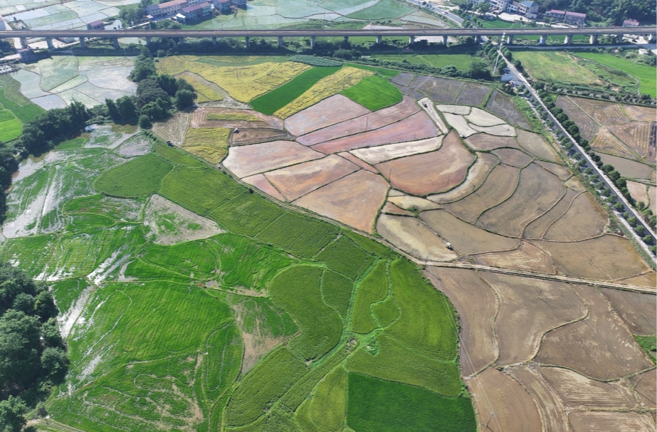 衡山：20.11万亩早稻收割步入尾声