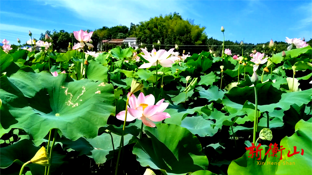 新桥镇：“荷”样美景 勾勒美丽乡村新画卷