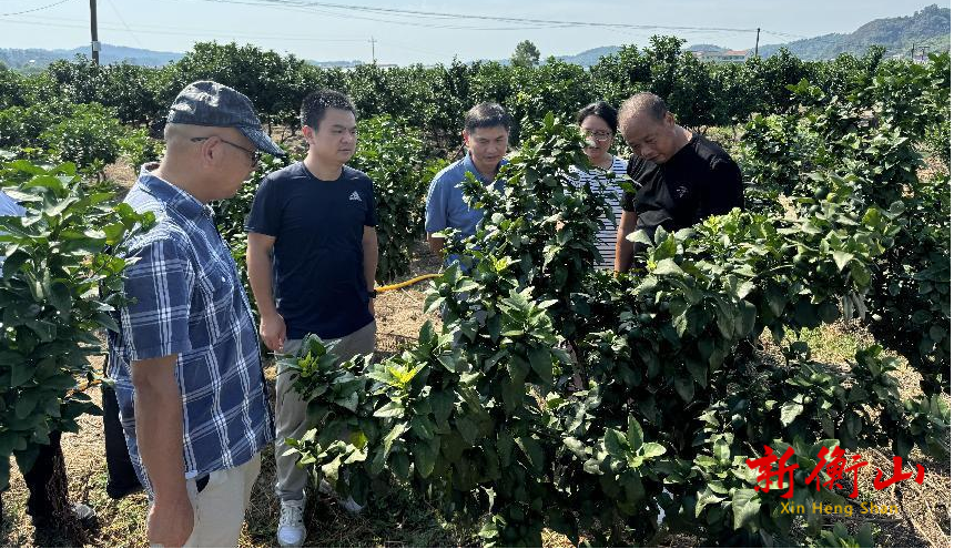 省市两级农科院专家助力永和乡小水果种植产业发展