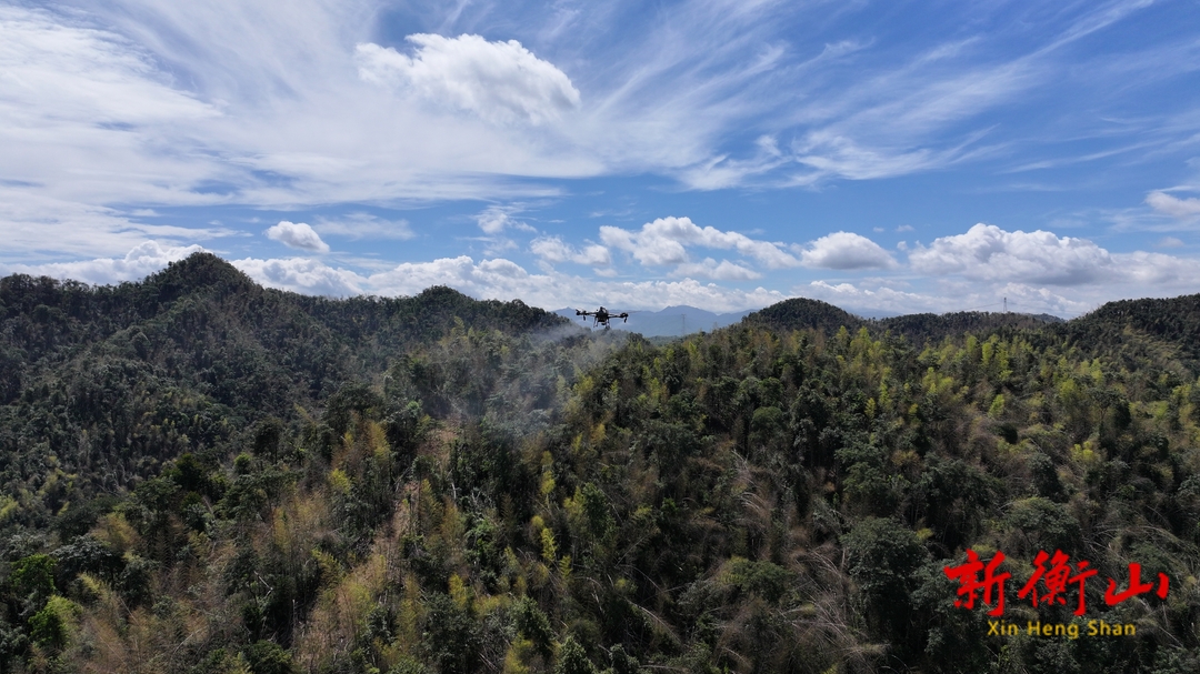 ?衡山無人機飛防 為5萬畝竹林“保駕除蝗”