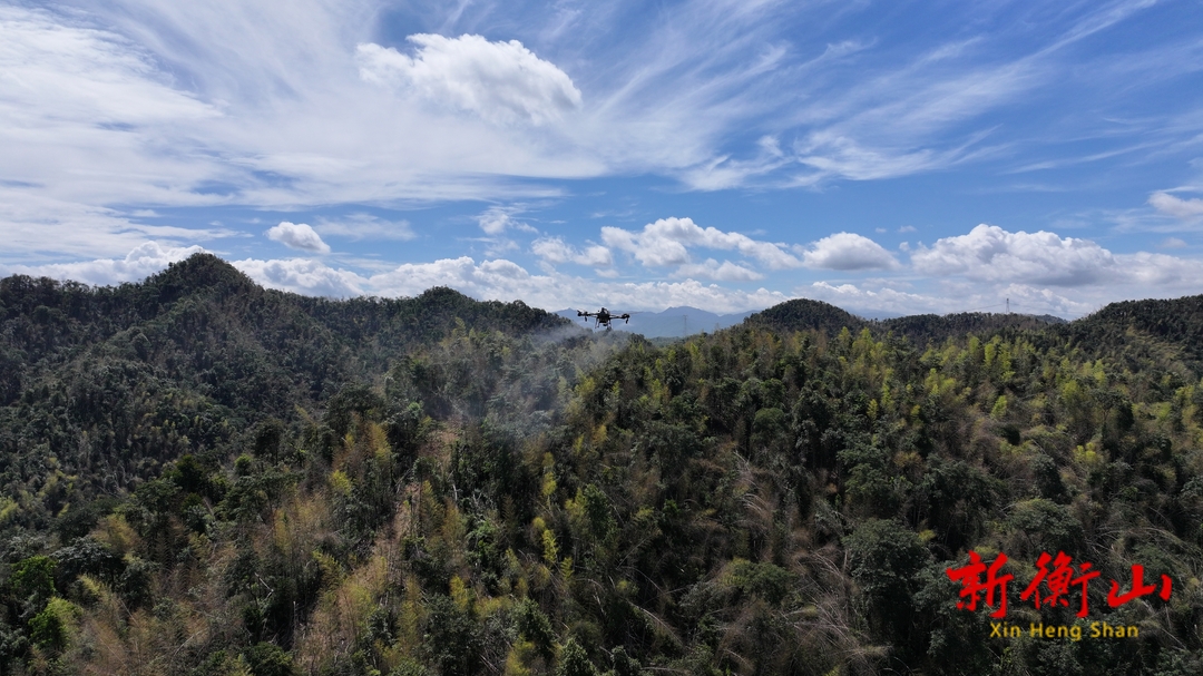 ​衡山无人机飞防 为5万亩竹林“保驾除蝗”