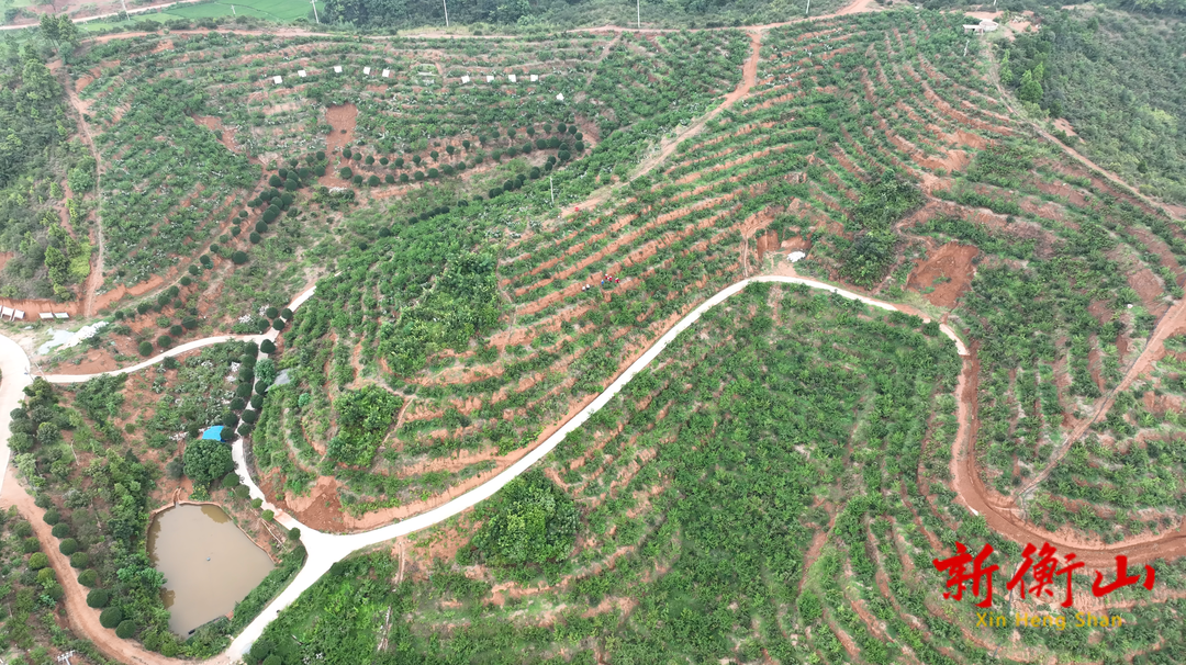 衡山菁香桃：讓紫色頁巖山地變廢為寶