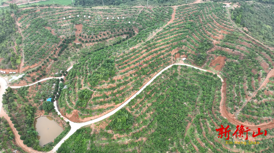 衡山菁香桃：让紫色页岩山地变废为宝