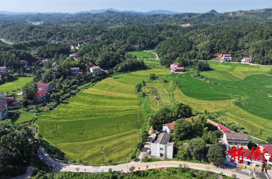 衡山：头茬再生稻收割进入尾声