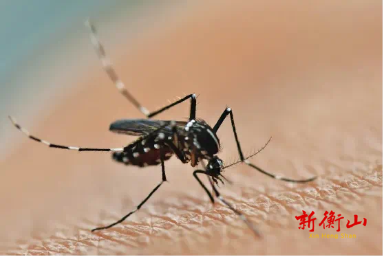 “登革热”进入流行季 加强防范别被“叮”上