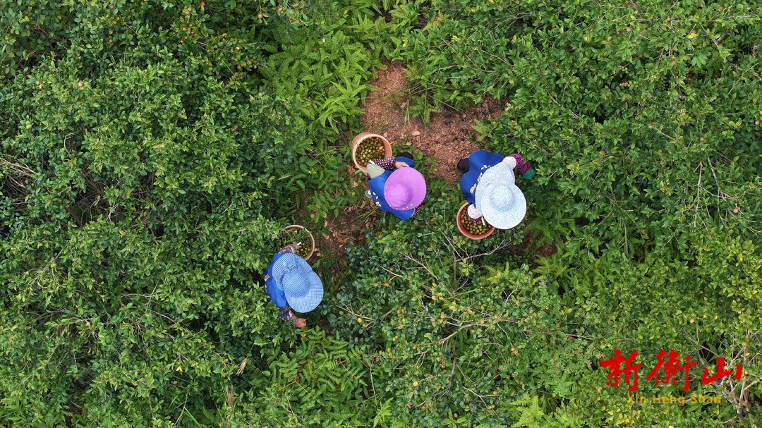 衡山：秋来硕果满枝头 千亩油茶获丰收