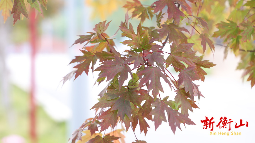 衡山：秋日“枫”景美如画