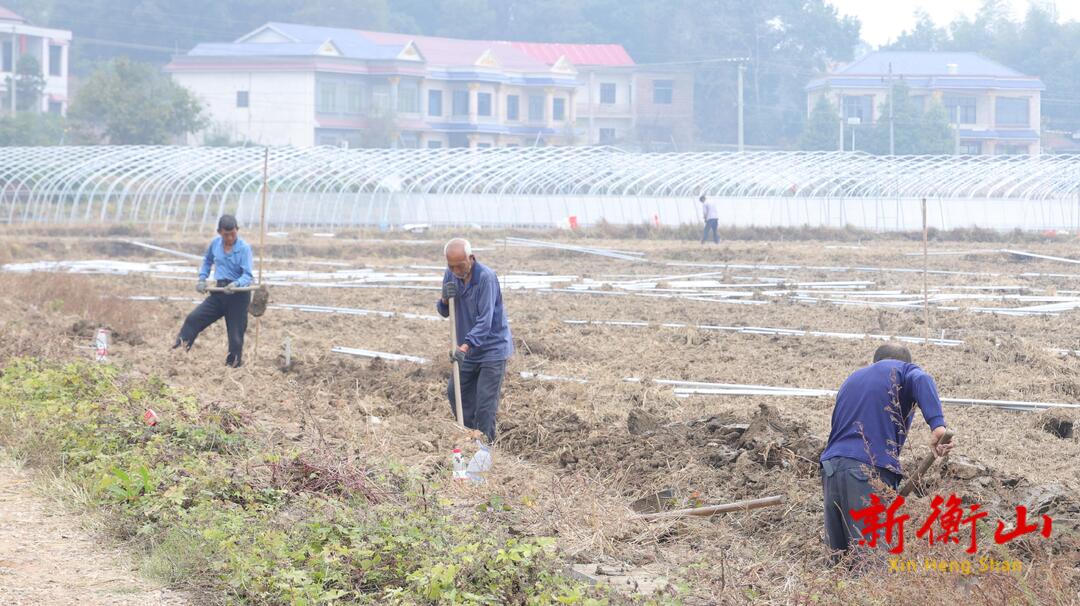 衡山：冬日大棚建设忙 设施农业促增收